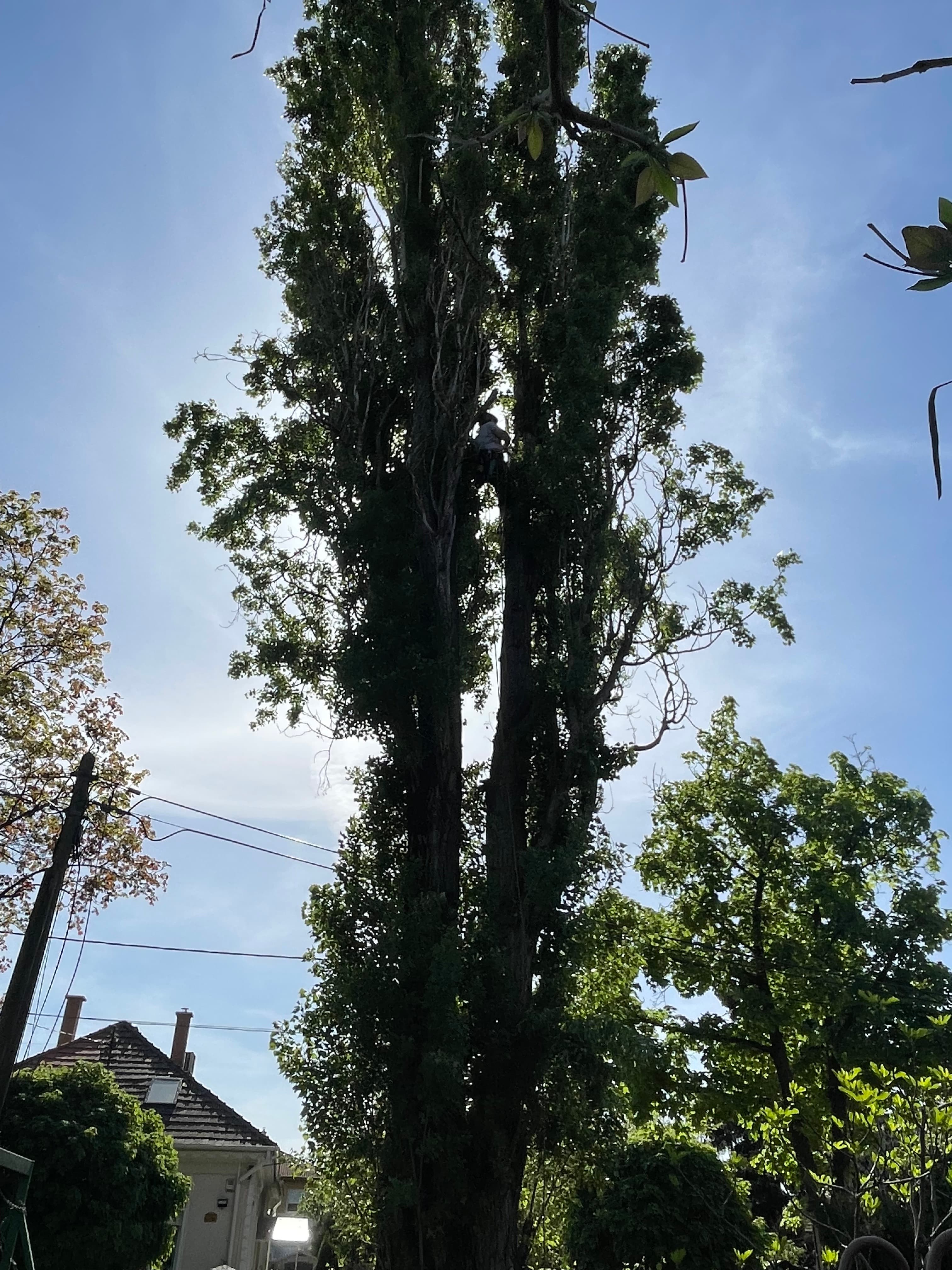 Hazardous tree removal — BEFORE
